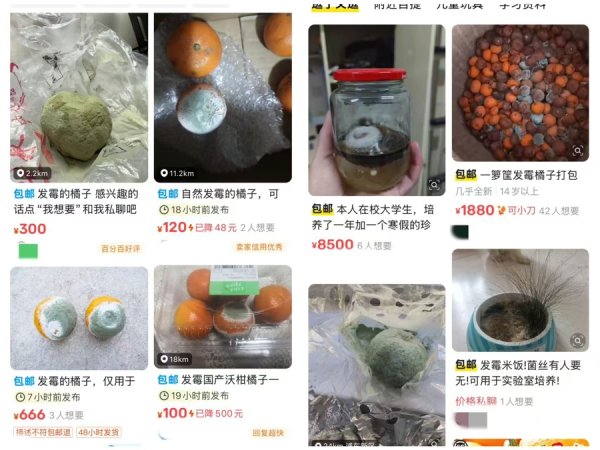 免费配资炒股 发霉的橘子一只能卖300元？有价无市背后，谁在哗众取宠